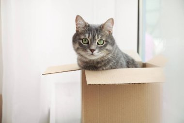 Evdeki pencerenin yanındaki karton kutuda şirin gri tekir kedi.