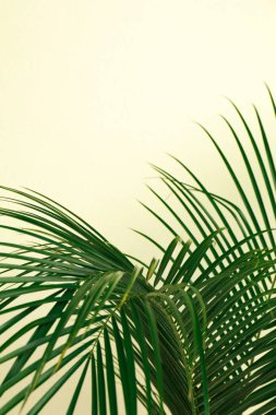 Bej arka planda tropik yapraklar, mesaj için boşluk. İç öge biçimlendir
