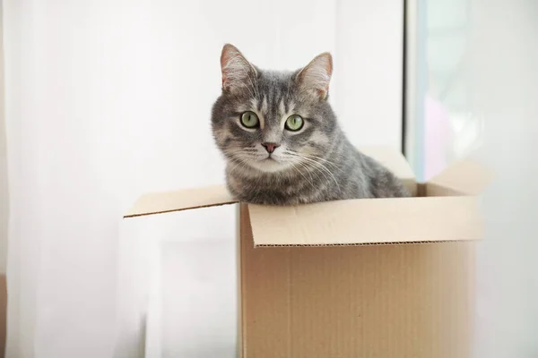 Cute szary tabby kot w pudełku tekturowym w pobliżu okna w domu — Zdjęcie stockowe