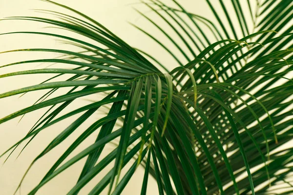 Tropické listí na béžovém pozadí, detailní záběr. Stylový prvek interiéru — Stock fotografie