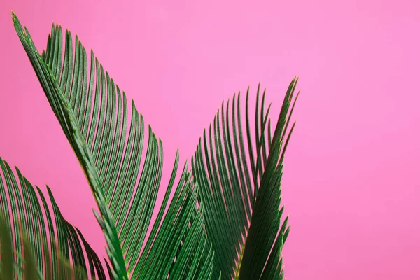 Тропічні листя на рожевому тлі, крупним планом. Стильний елемент інтер'єру — стокове фото