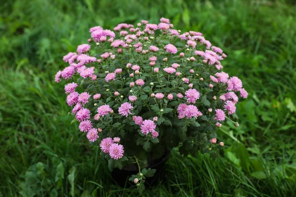 Belo arbusto de crisântemo florescendo ao ar livre. Flores de outono — Fotografia de Stock