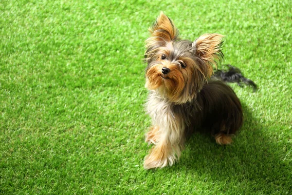 Adorable Yorkshire terrier on green grass, space for text. Cute dog — Stock Photo, Image