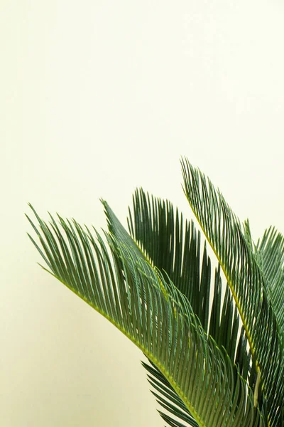 Tropical leaves on beige background, space for text. Stylish interior element