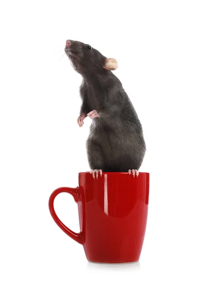 Mignon petit rat en tasse sur fond blanc — Photo