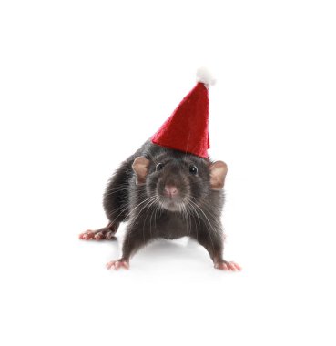 Beyaz arka planda Noel Baba şapkalı şirin bir fare. Çin Yeni Yıl sembolü