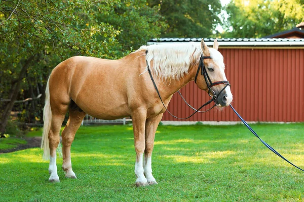 Palominový kůň v uzdu venku za slunečného dne — Stock fotografie