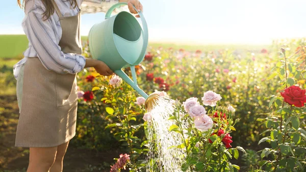 Nahaufnahme einer Frau, die Rosensträucher im Freien gießt. Gartengeräte — Stockfoto