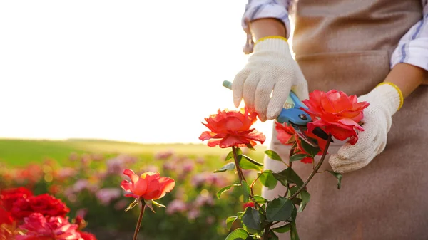 Mujer poda rosal al aire libre, primer plano. Herramienta de jardinería —  Fotos de Stock