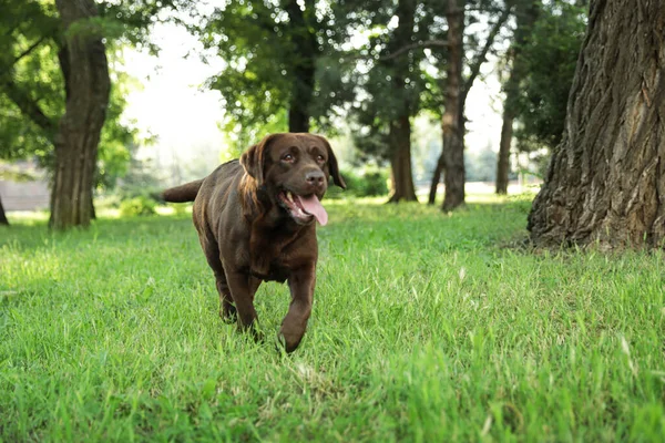 Söt choklad Labrador Retriever i Green Summer Park — Stockfoto
