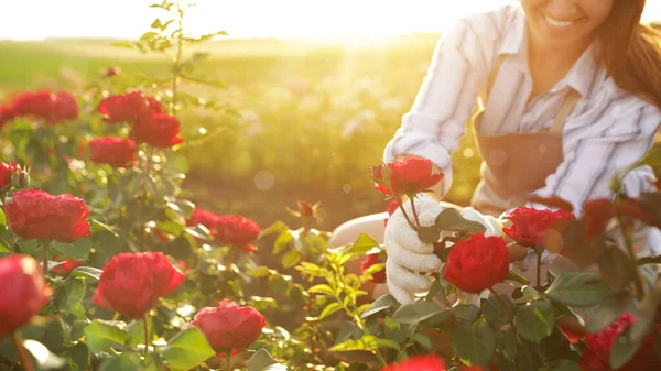 Vrouw verzorgen van bloeiende rozen buiten, close-up — Stockfoto