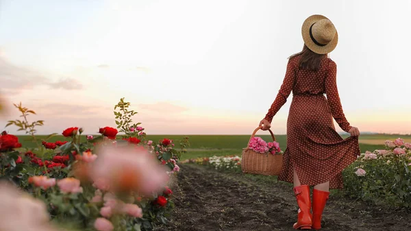 Wanita dengan keranjang mawar di bidang mekar yang indah — Stok Foto