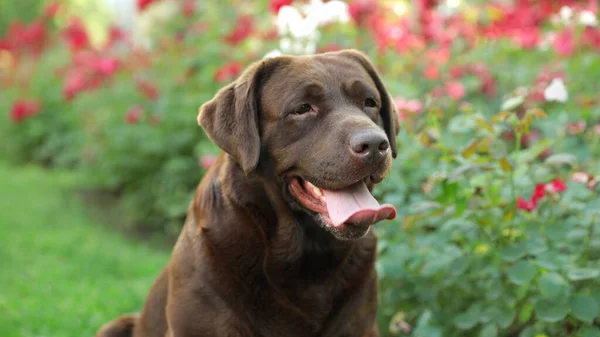 Vicces csokoládé Labrador retriever közelében virágok zöld nyári parkban — Stock Fotó