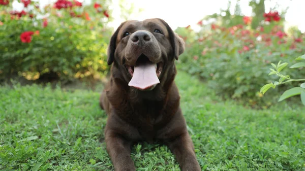 Leuke chocolade Labrador Retriever op groen gras in zomerpark — Stockfoto