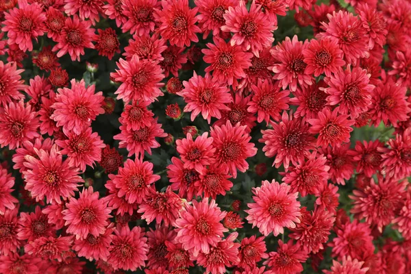 Schön blühender Chrysanthemenstrauch als Hintergrund. Herbstblumen — Stockfoto