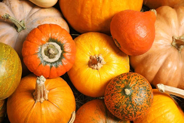 Muchas calabazas maduras frescas como fondo, vista superior. Decoración de vacaciones — Foto de Stock