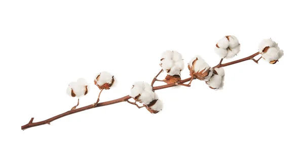 Beyaz arka planda güzel pofuduk pamuk çiçekleri — Stok fotoğraf