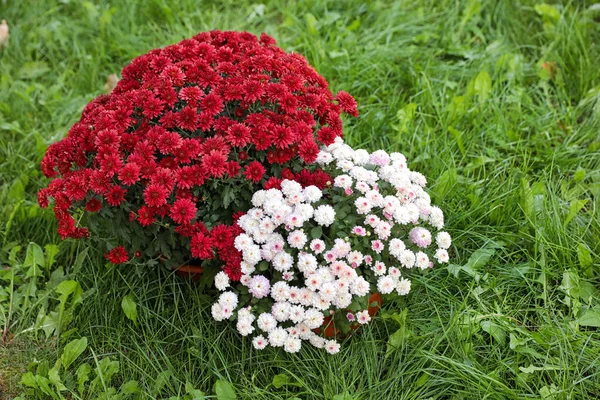 Belos arbustos de crisântemo florescendo ao ar livre. Flores de outono — Fotografia de Stock