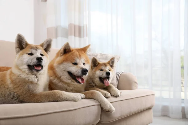 Adorável cão Akita Inu e cachorros no sofá na sala de estar — Fotografia de Stock