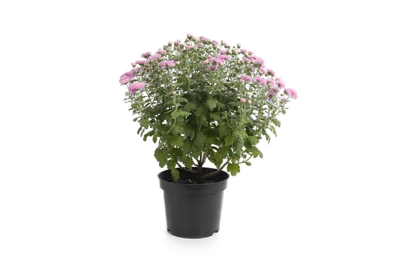 Pot met prachtige kleurrijke chrysant bloemen op witte achtergrond — Stockfoto