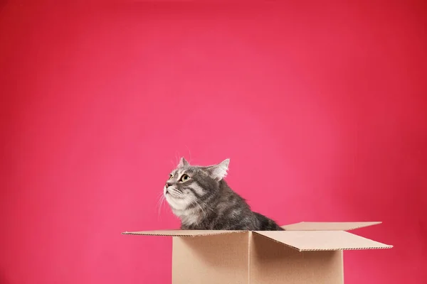 Cute szary tabby kot siedzi w pudełku tekturowym na różowym tle — Zdjęcie stockowe
