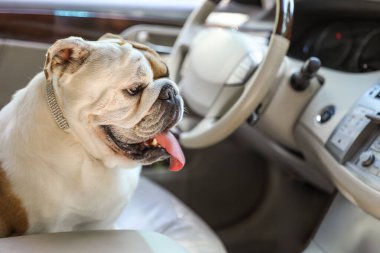 Modern araba içinde sevimli komik İngiliz bulldog