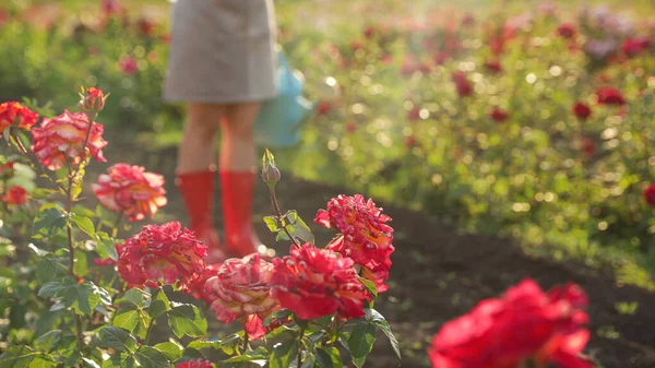 Arbustos de rosa florescendo e visão turva do jardineiro no fundo — Fotografia de Stock