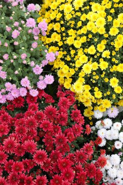 Arka plan olarak güzel çiçek açan Kasımpatı çalıları. Sonbahar çiçekleri