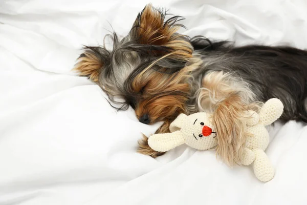 Uroczy terier Yorkshire sypiający z zabawką w łóżku. Słodki pies — Zdjęcie stockowe