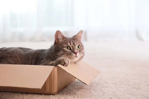 Cute szary kot tabby w pudełku tekturowym na podłodze w domu — Zdjęcie stockowe