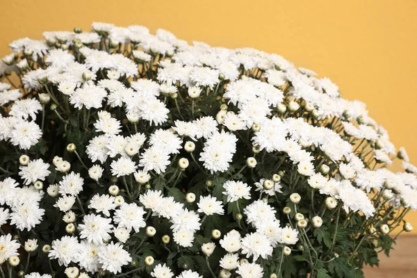 Friss fehér krizantém virágok sárga alapon — Stock Fotó