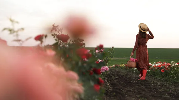 Žena s košíkem růží v krásném kvetoucích polích — Stock fotografie
