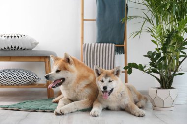 Halıdaki sevimli Akita Inu köpekleri ve ev bitkileri.