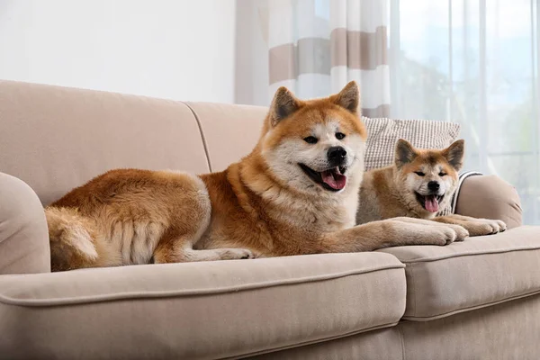 Adorable Akita Inu psa i szczeniaka na kanapie w salonie — Zdjęcie stockowe