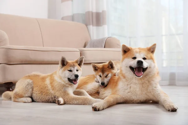 Собака акита-ину и щенки на полу в гостиной — стоковое фото