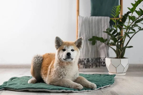 Schattig Akita Inu hond op tapijt in kamer met woon planten. Ruimte voor tekst — Stockfoto