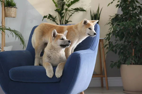 Cute psów Akita Inu na fotelu w pokoju z roślin domowych — Zdjęcie stockowe