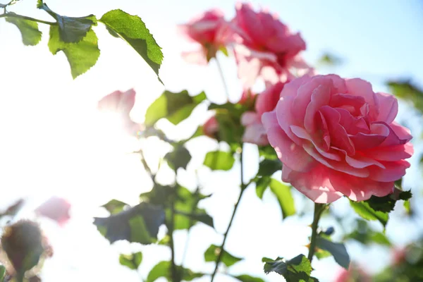 Arbusto verde con hermosas rosas en el jardín floreciente en el día soleado — Foto de Stock