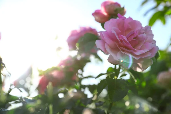 Arbusto verde com belas rosas no jardim florido no dia ensolarado — Fotografia de Stock