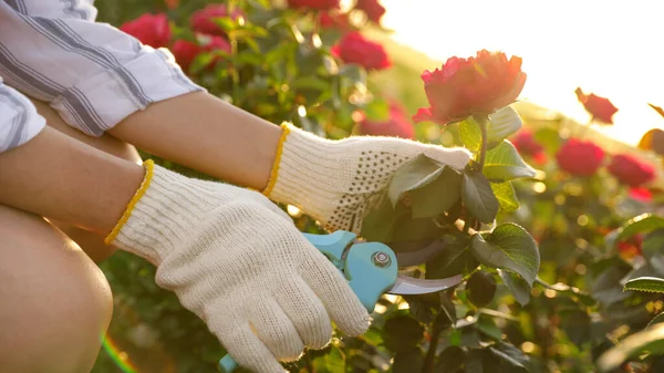 Nő metszés rózsa bokor a szabadban, closeup. Kertészeti eszköz — Stock Fotó