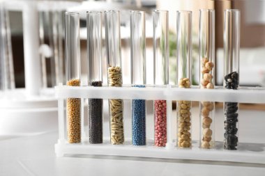 Laboratuvardaki taş masada tohum örnekleriyle test tüpleri.