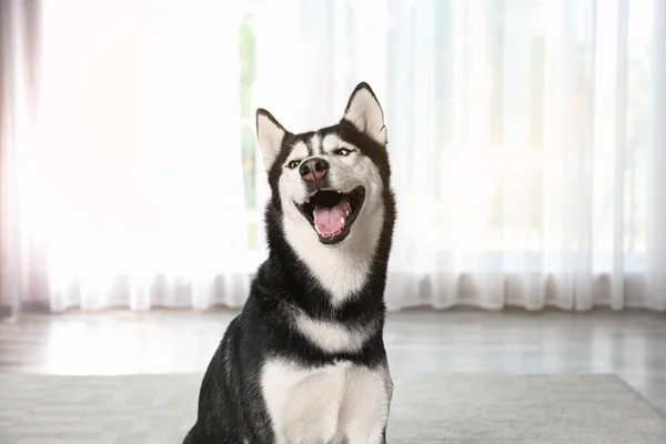 Симпатичні смішні сибірські Хаскі собака в домашніх умовах — стокове фото