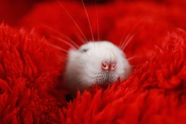 Roztomilá malá krysa zabalená v červené načechrané dece — Stock fotografie