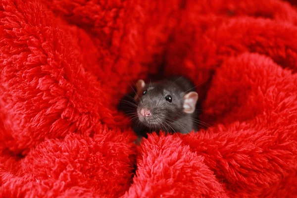 Mignon petit rat enveloppé dans une couverture pelucheuse rouge — Photo