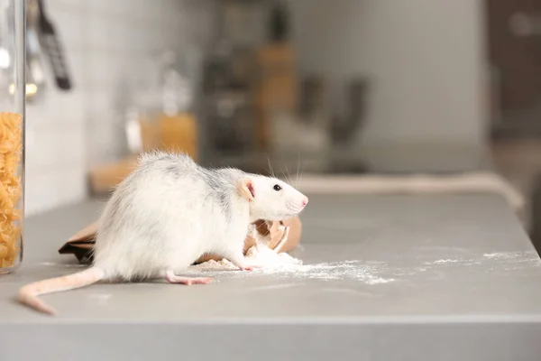 Ratto vicino al sacchetto di farina sul bancone della cucina. Malattia domestica — Foto Stock