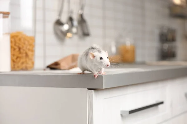 Rat on kitchen counter at home. Household pest — Stock Photo, Image