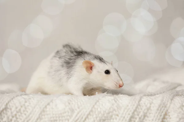 Mignon petit rat sur couverture tricotée contre les lumières floues. Symbole Nouvel An chinois — Photo