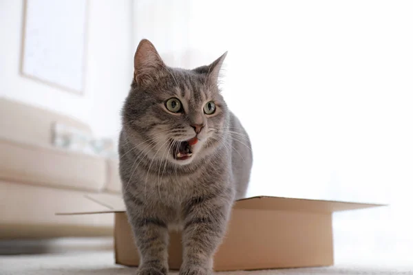 在家里地板上的纸板箱里，一只可爱的灰胖胖的猫 — 图库照片