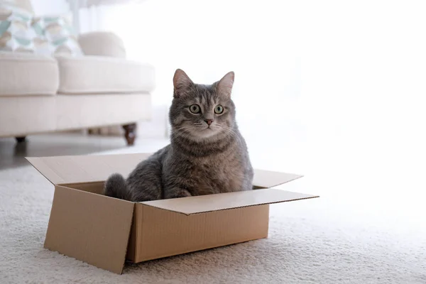 Gato bonito cinza tabby em caixa de papelão no chão em casa — Fotografia de Stock
