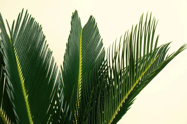 Hojas tropicales sobre fondo beige, primer plano. Elegante elemento interior —  Fotos de Stock